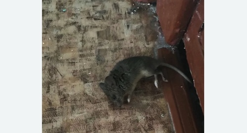 Дезинфекция от мышей в Пушкино